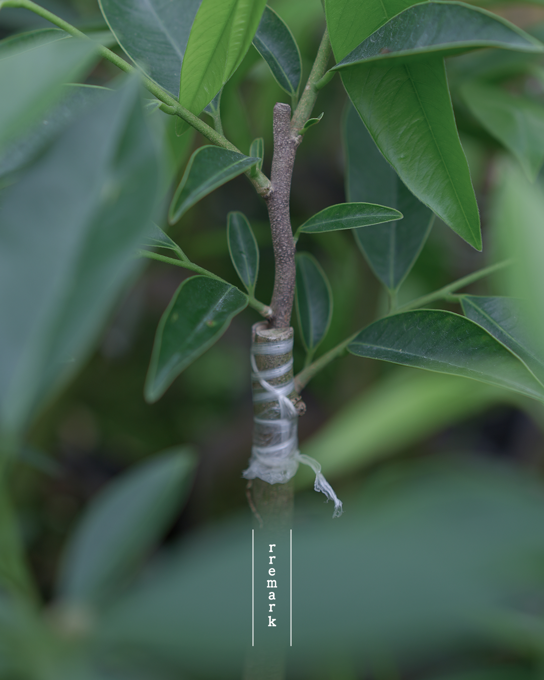 Canopy Dialogue - Green Ki Nam Agarwood Incense Sticks