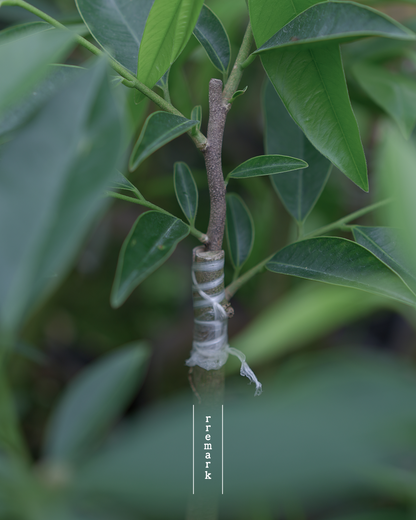 Canopy Dialogue - Green Ki Nam Agarwood Incense Sticks