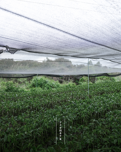 Canopy Dialogue - Green Ki Nam Agarwood Incense Sticks