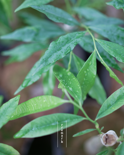 Canopy Dialogue - Green Ki Nam Agarwood Incense Sticks